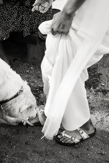 Dog licks bride's foot at wedding reception